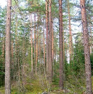 Pienpuuston hoito lähimetsässä avaa näkymiä. Kuvan metsikkö odottaa harvennusta. Pienpuuston hoidolla vaikutetaan tulevaisuuden metsän rakenteeseen Pienpuuston hoito on mm.