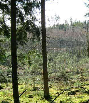Lahden metsissä on viime vuosina ollut muutamia vakavia kirjanpainajan aiheuttamia tuhoja.