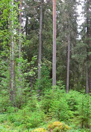 Metsänuudistaminen on uuden puuston aikaansaamista kasvupaikalle 14 METSÄN UUDISTAMINEN tulee taajamametsissä ajankohtaiseksi, kun paikalla kasvava puusto on liian huonokuntoista kasvatettavaksi