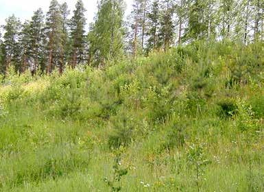 Luonnon ja maisemanhoito Luonnonhoitotöillä tuetaan monimuotoisuusarvoja lisääviä rakennepiirteitä taajamametsissä.