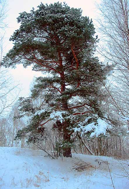 Voimakkaasti kasvava nuori metsä sitoo kasvuunsa enemmän ilmakehän hiiltä kuin hidaskavuinen vanha metsä, mutta iäkkään, järeän metsän puuainekseen on sitoutunut paljon hiiltä.