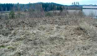 taajamametsien hoidon hiilitasetta. Joutomaat metsitetään Kaupungin mailla joutomaita metsitetään kasvupaikoille soveltuvilla puulajeilla.