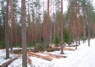 Nuoren metsän raivauksessa työn kustannukset ylittävät korjattavan puun arvon. Taajamametsien arvoa ei voida suoraan mitata rahalla niiden tuottamien aineettomien hyötyjen vuoksi.