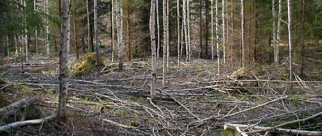 Kulujen ja tuottojen suhdetta on perusteltua tarkastella vuotta pidemmällä aikavälillä, sillä vuotuiset hakkuutulot vaihtelevat suuresti mm. tonttihakkuiden määrän vaihtelusta johtuen.