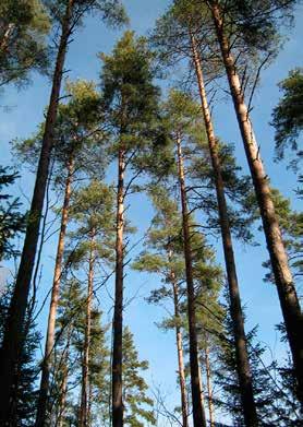 TIIVISTELMÄ LAHDEN METSÄNHOITO- JA KÄYTTÖPERIAATTEISTA Taajamametsät tuottavat asukkaille monia ekosysteemipalveluita.