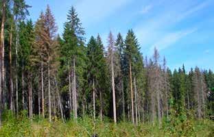 2. Metsien ja metsänhoidon nykytila Lahden kaupungin omistamien metsien yhteispinta-ala on noin 4 700 ha.