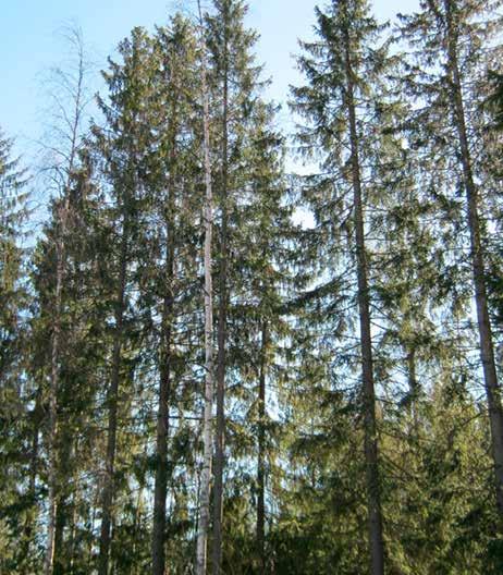 Iäkkäitä kuusikoita uudistamalla metsien ikärakennetta nuorennetaan ja muiden puulajien osuutta metsissä lisätään.