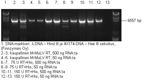 27 4.4.3 Dystrophin-geenin monistus RT-PCR:n avulla Dystrophin-geenin monistus onnistui kummallakin sekä entsyymi- että RNAmäärällä, mistä kertoo kuvassa 9 näkyvät vyöhykkeet 6 kb:n kohdalla.