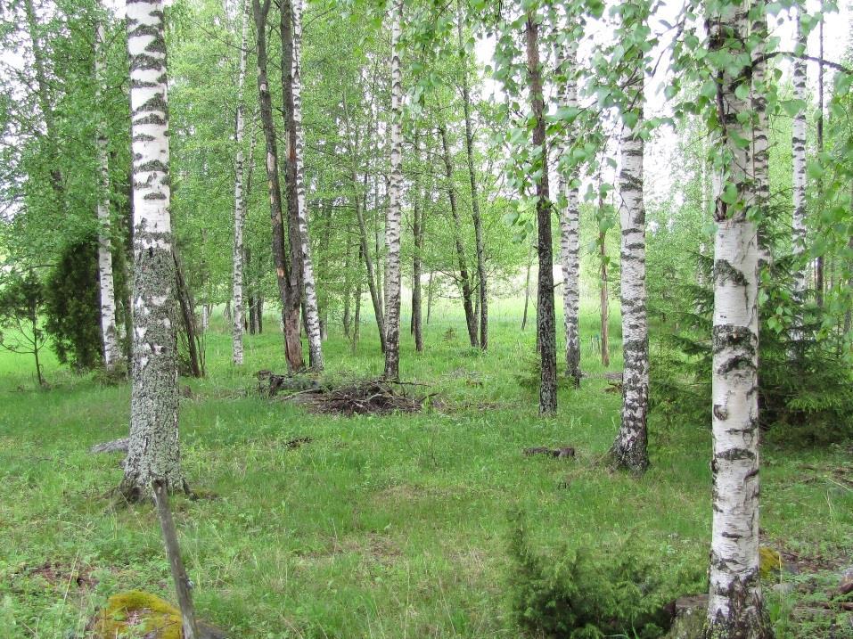 luonnonlaitumet