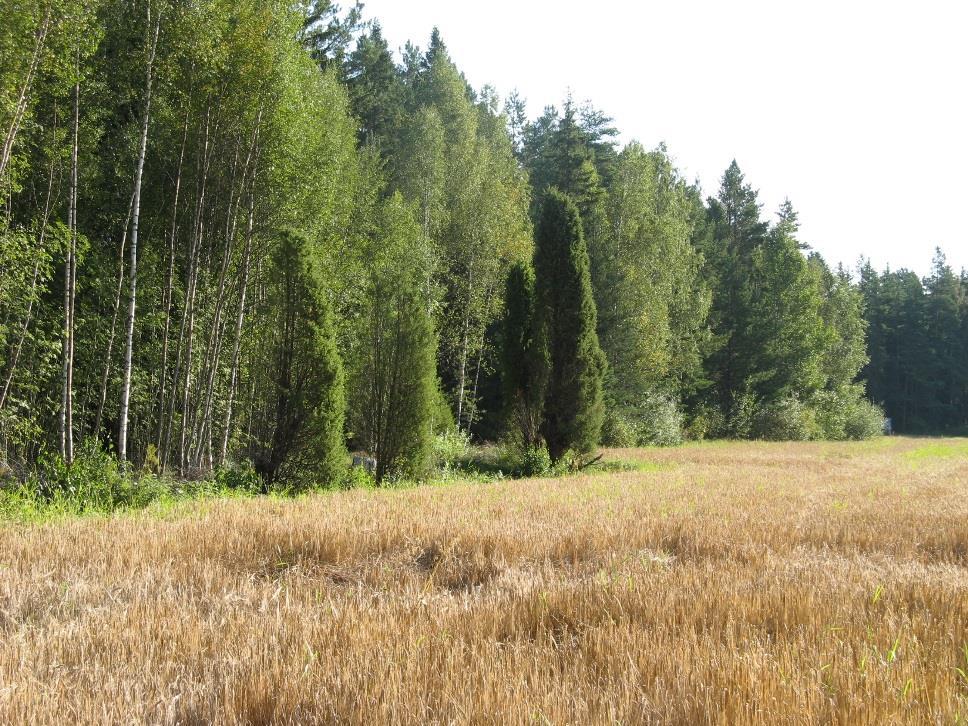Reunavyöhykkeet ja metsäsaarekkeet Sijaitsee pellon ja metsän tai pellon ja tien tai pellon ja vesistön välissä Niitto tai raivaus vähintään joka toinen vuosi ellei hyväksytty suunnitelma muuta