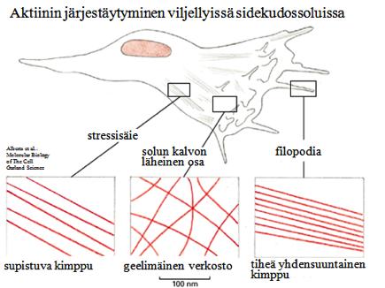 Aktiinisäikeet ovat vuorovaikutuksessa mikrotubulusten kanssa. "Moottoreina" mikrotubuluksilla toimivat kinesiini, dyneiini. Myosiini-1 on aktiinisäikeiden "moottori".