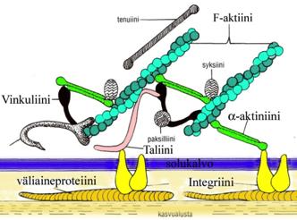 vaativassa prosessissa. Samaan perustuu myös muiden kuin lihassolujen liikkuminen ja suuri osa solun sisäisestä liikenteestä.