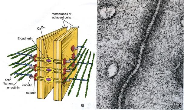 adhesion) solun alustaa vasten olevalla pinnalla. Mikrovillukset ja stereosiliat ovat epiteelisolujen ulokkeita, joiden tukirakenteena on tarkasti järjestyneet aktiinimikrofilamenttikimput.