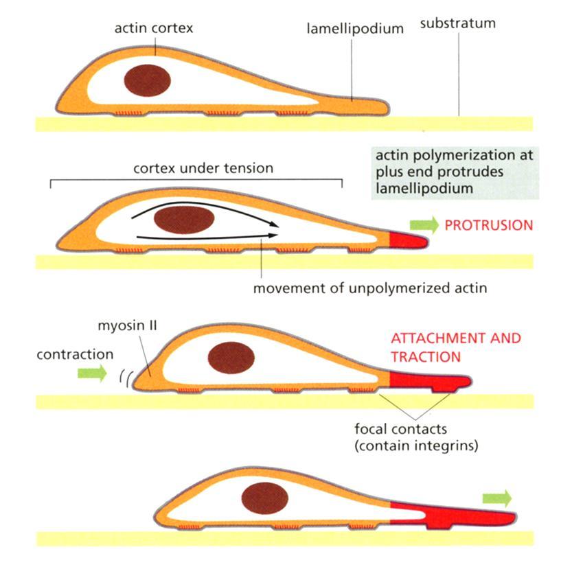 Solun liikkuminen aktiinikuori lamellipodium viljelyalusta 1. Levyjalka työntyy eteenpäin aktiinikuori venyttyy aktiinin polymerisaatio työntää levyjalkaa 2.