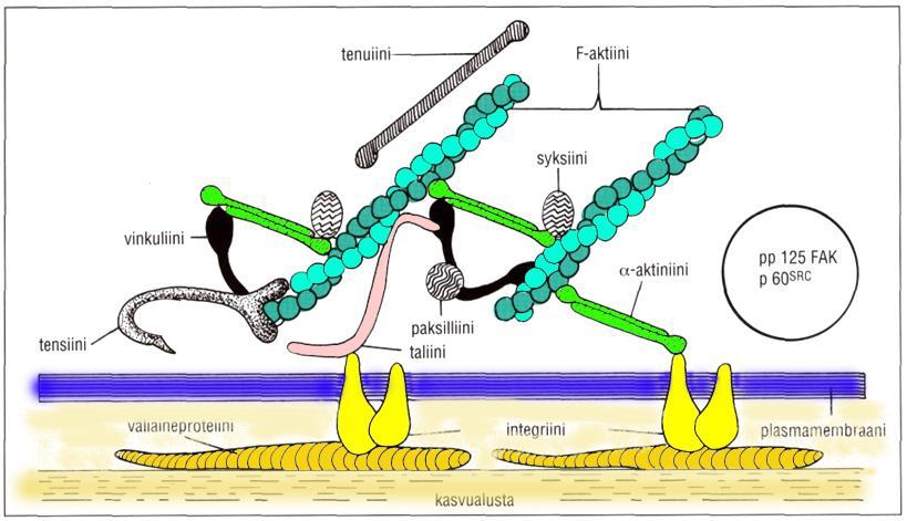 Tarttumispisteen molekyylejä Aktiinifilamentit kiinnittyvät solukalvon