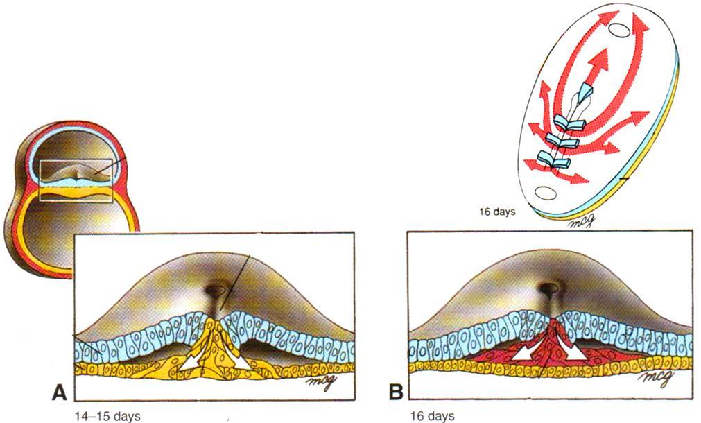 Implantaatio ja gastrulaatio Larsen: Human Embryology Churchill Livingstone Solujen