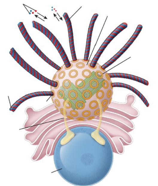 MTOC = mikrotubulusten kasvukeskus
