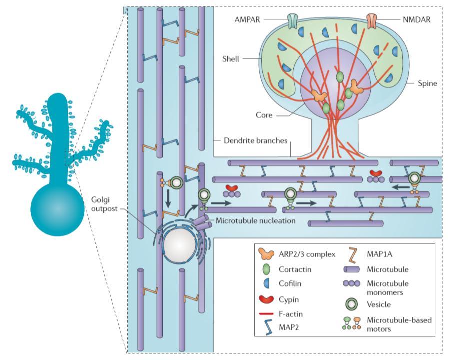 cytoskeleton Key points actin-filaments and microtubules dynamic, polar regulated by variety of accessory proteins intermediate filaments (IFs) more stable cell-type