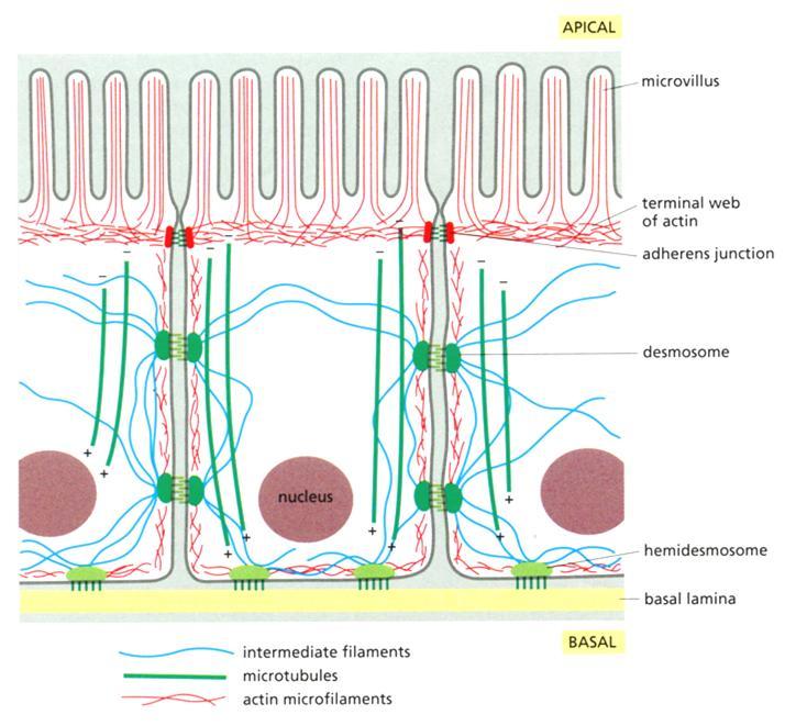 Epiteelisolun aktiinifilamentit sijaitsevat erityisesti solukalvon alla