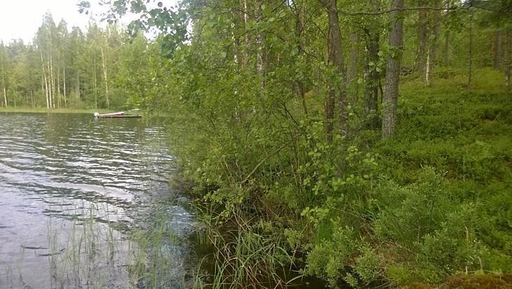 Repolahden perukan länsirannan rinnemetsää (OMT, paikoin OMaT). Kuva 4.