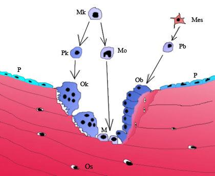 9 Kuva 2. Kuvassa on neljä erilaista solutyyppiä, joita kutsutaan osteoblastiksi(ob), osteosyytiksi (Os), osteoklastiksi (Ok) ja pintasoluksi (P).