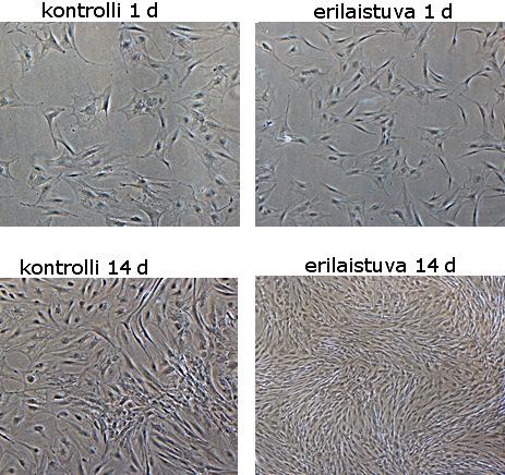 lomikroskoopilla otetut kuvat eläinperäisissä olosuhteissa olevista kantasoluista (solulinja 7/11) ensimmäisenä ja viimeisenä soluviljelypäivänä. 23 Kuva 7.