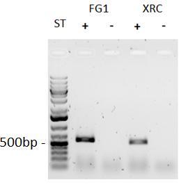 21 7.2 Käänteistranskriptio- ja PCR-tulokset RNA:sta käänteistranskriptiolla tuotettu cdna, käytettiin PCR-reaktioiden pohjana.