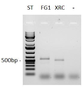 PCR-reaktioiden geelielektroforeesituloksista (kuvio 8) nähdään, että reaktiot ovat onnistuneet ja että reaktiotuotteet ovat oikean kokoiset.