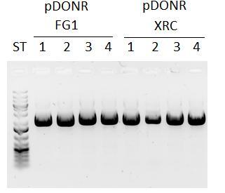 23 Kuvio 11. Kaksi selektiivistä maljaa, jossa näkyy XRC-geenin onnistunut transformaatio. Maljalla näkyy bakteeripesäkkeet valkoisina pisteinä. Molemmista maljoista on otettu kaksi pesäkettä.