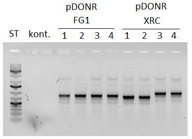 24 Kuvio 13. Eristetyistä näytteistä tehtiin PCR-reaktio, jonka geelielektroforeesi näyttää geenien juosteet. PCR-reaktion lopputuotteesta lähetettiin näyte sekvensoitavaksi. 7.