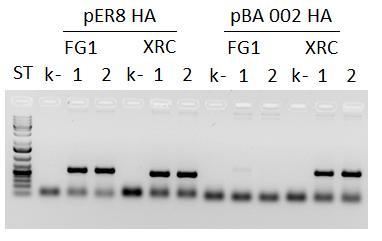 Lopuksi tehtiin näytteille PCR-reaktio, jotta geenit saatiin tarkistettua sekvensoinnilla. PCR-reaktion geelielektroforeesitulos näkyy kuviossa 19. Kuvio 19.