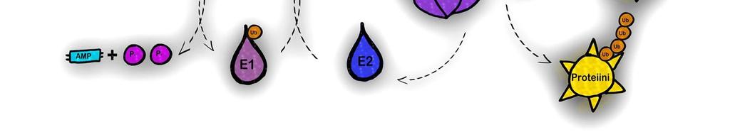 E2 pystyy ubikitiinin kiinnittymisen jälkeen kiinnittymään E3:seen. E3 toimii ligaasina, joka yhdistää E2:sen ja ubikitiinin hajotettavaan proteiiniin.