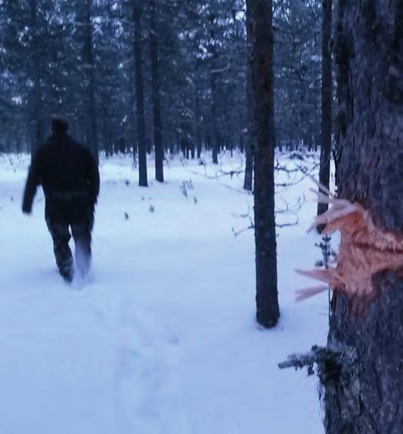 Lapua-käyttäjä kertoo Paras laukaukseni Naturalis toimii tarvittaessa vaikka puun läpi Tuomas Rannila METSÄSTÄJÄ Olimme viikonloppuna hirvijahdissa Savukosken pohjoisella alueella Tulppiossa.