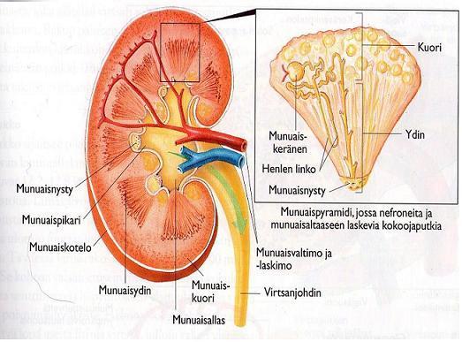 8 Kuva 1. Munuaisen rakenne. Bjålie ym. 2008, 379. Molemmissa munuaisissa on noin miljoona mikroskooppisen pientä virtsaa tuottavaa perusyksikköä, nefronia.