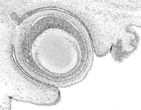 Cellular