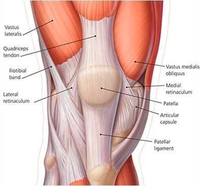 10 Polvinivelen luisiin rakenteisiin kuuluu myös femurin nivelpinnassa olevaa uraa pitkin liikkuva patella (polvilumpio) (Avela ym. 2012, 54, 56).