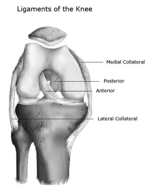 3.1.1 Stabilaattorit ja liikuttajat 11 Nivelkapseli yhdessä ligamenttien ja meniskien kanssa toimivat staattisina polviniveltä stabiloivina rakenteina (Leppäluoto ym. 2013, 85; Hirvensalo ym.