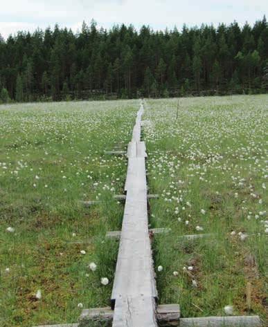 KAAVAN SISÄLTÖ JA PERUSTEET LUONNONSUOJELU, MONIMUOTOISUUS JA EKOLOGISET YHTEYDET myös kerrottu, mihin vaikutuksiin jatkosuunnittelussa tulee kiinnittää erityistä huomiota.