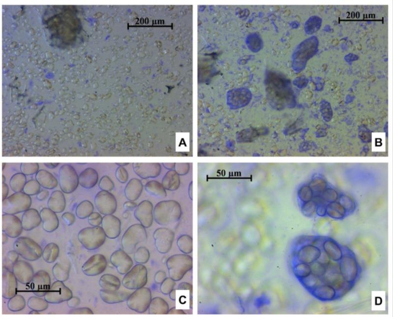 Heating forms protein aggregates around starch granules explains