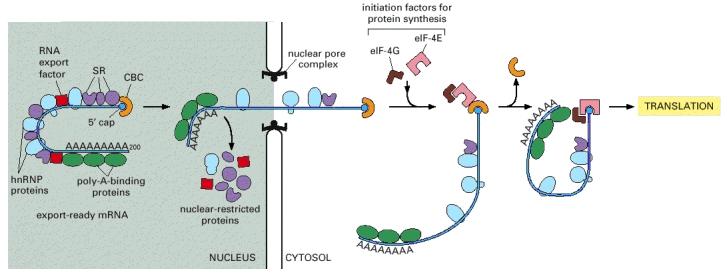 Muokattu lähetti-rna viedään solulimaan tuma tumahuokonen solulima seuraava luento! Jos animaatiot helpottavat oppimistasi: Transkriptio (esiaste-rna:n tuottaminen) http://www.youtube.com/watch?