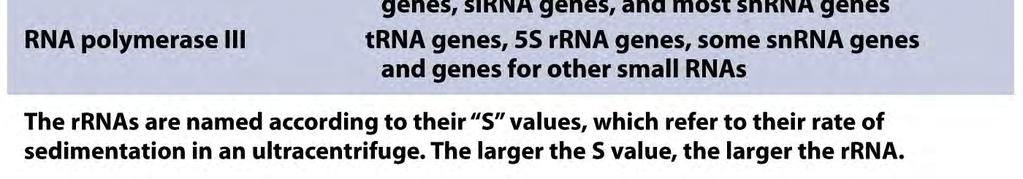 tehtävät RNA:ta on montaa eri tyyppiä ja