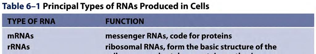 6-2 Molecular Biology of the Cell (