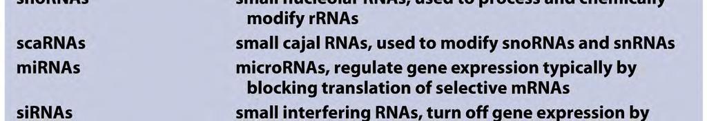 DNA:n promoottorisekvenssit RNA:n synteesi