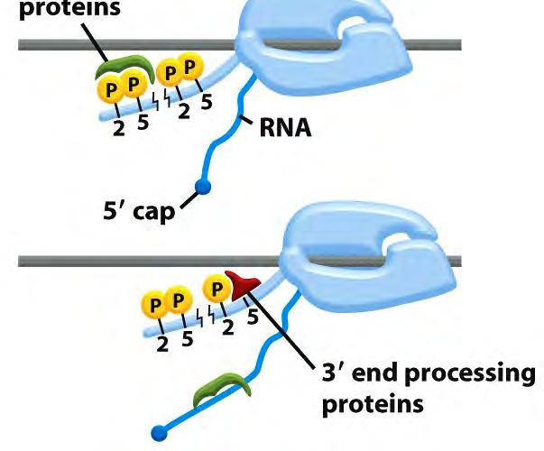 Eksoni 5 3 RNA-polymeraasi on monitoimikone!