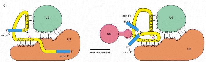 Pienet tuman RNA:t (snrna:t) muodostavat silmukointikoneiston ytimen Silmukointikohdat tunnistetaan snrna:n ja esiaste-rna:n