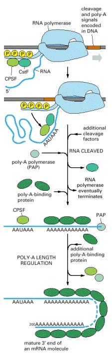 Loppusilaus RNA:lle: 3 häntä RNA:ssa konsensussekvenssi Poly-A polymeraasi syntetisoi hännän Poly-A häntään sitoutuu proteiineja VIDEO http://www.youtube.com/watch?