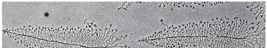 -huomaa kuinka monet RNA polymeraasit lukevat DNA:ta RNA:ksi