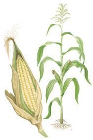 Oats are phylogenetically different from