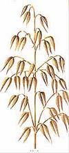 (Gramineae) SUBFAMILY Festucoideae