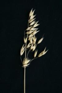Zea SPECIES T.aestivum S.cereale H.vulgare A.